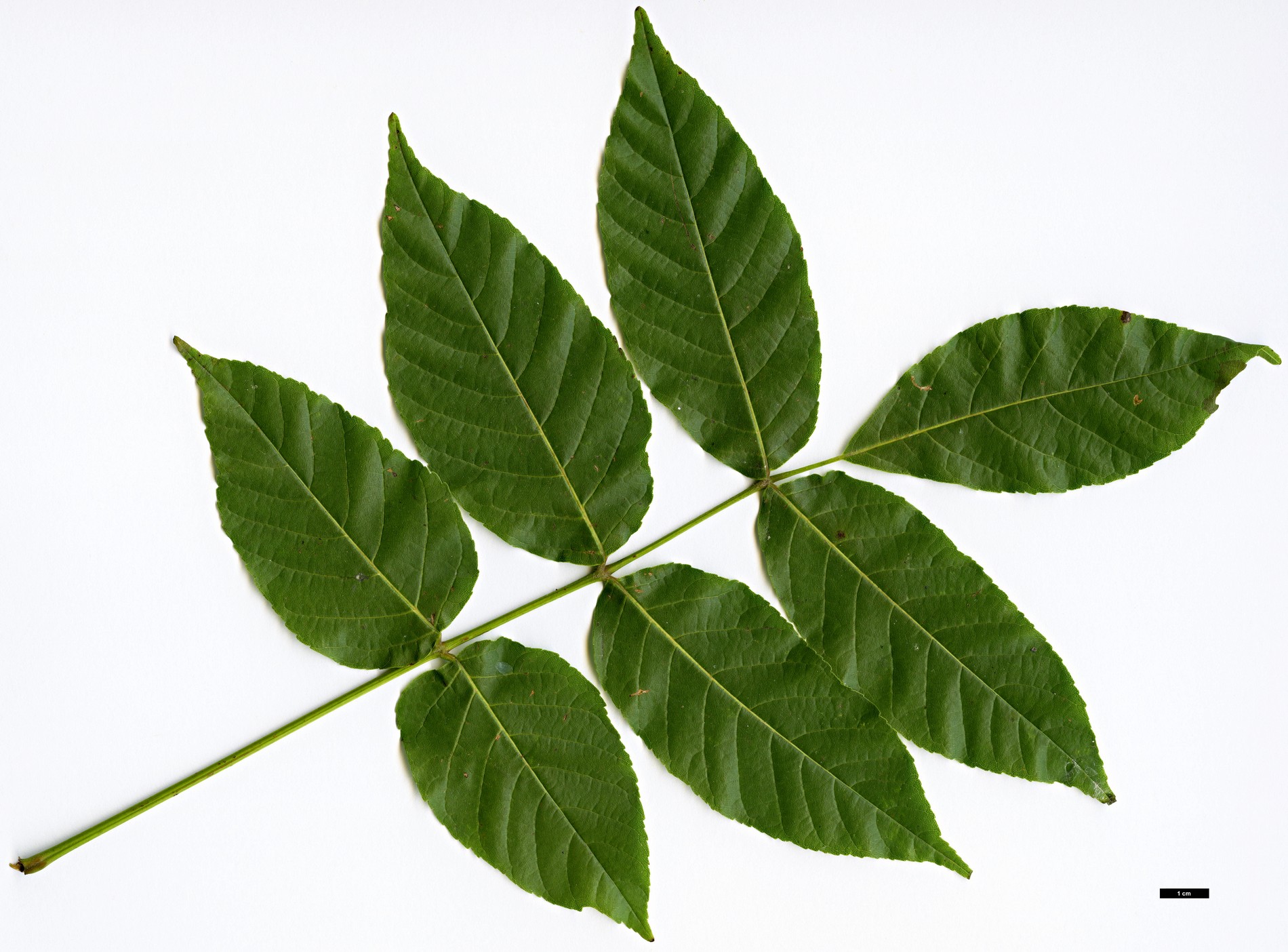 High resolution image: Family: Sapindaceae - Genus: Ungnadia - Taxon: speciosa